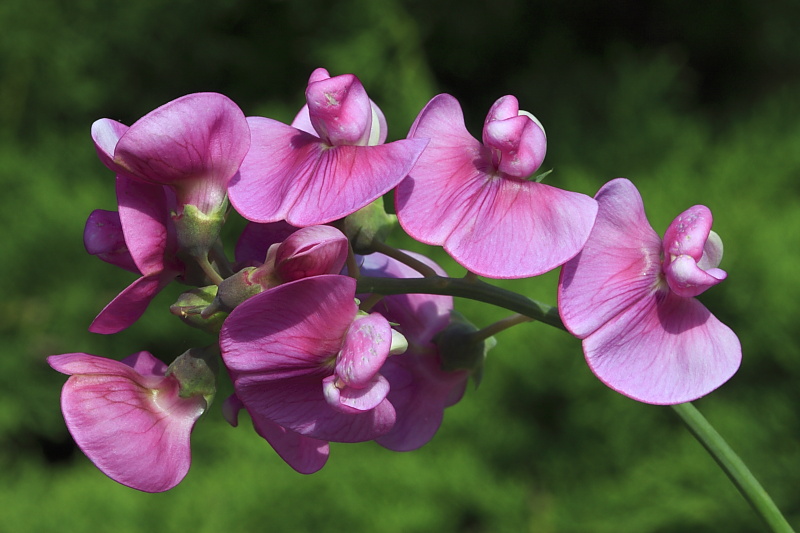 Lathyrus sp.